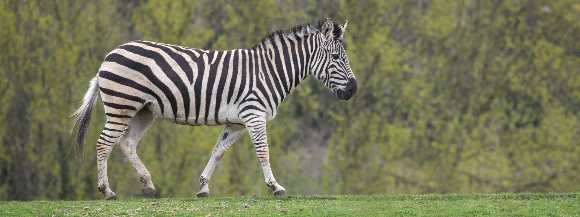 safari park worcester rides