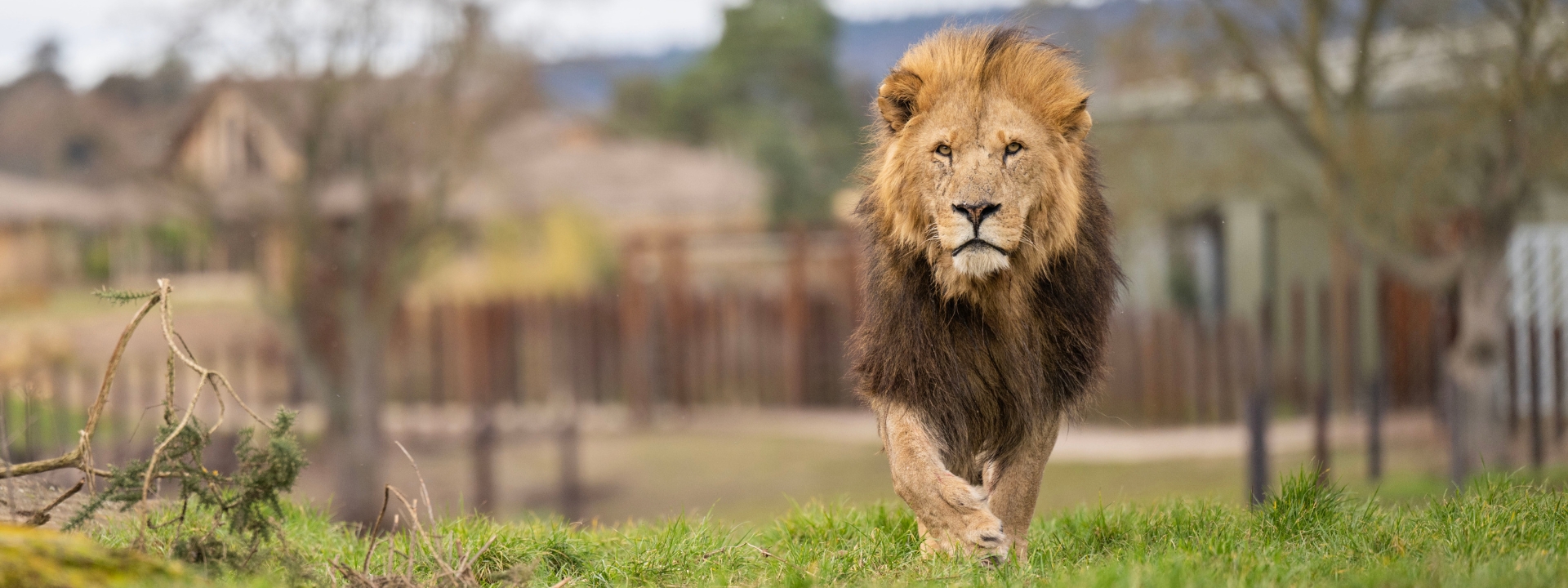 West Midlands Safari Park Park Info