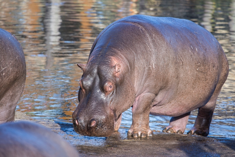 west-midlands-safari-park-hippo-lakes