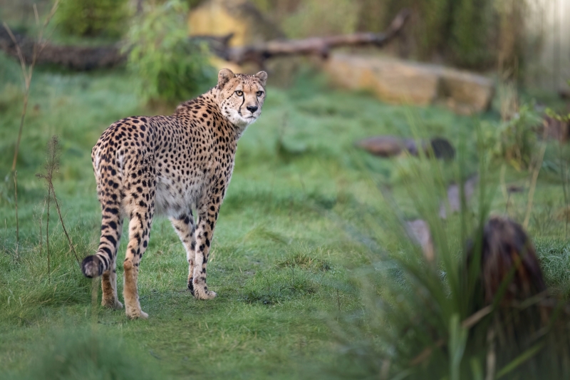 Southern Cheetah