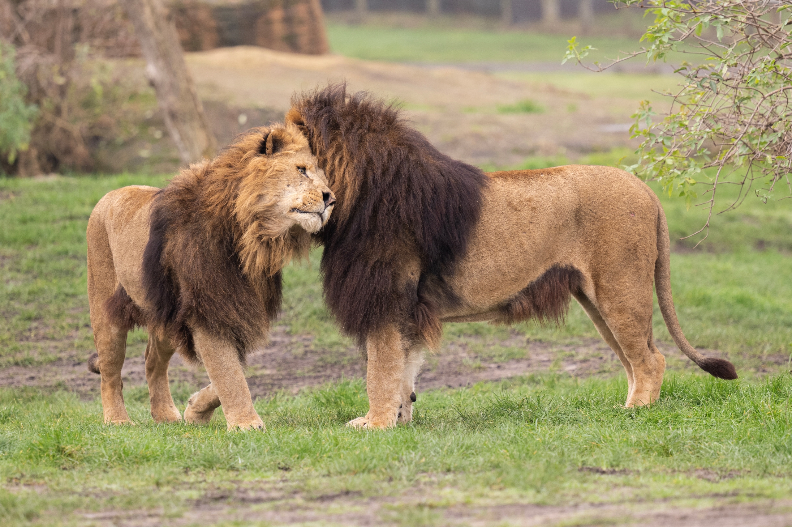 Lion