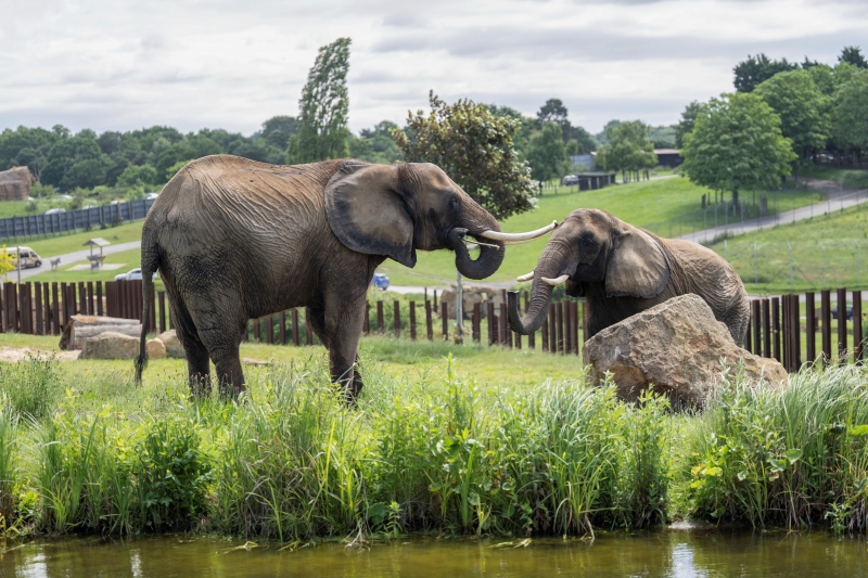 African Savanna Elephant
