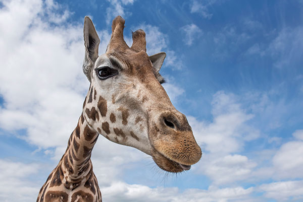 safari park kidderminster opening times