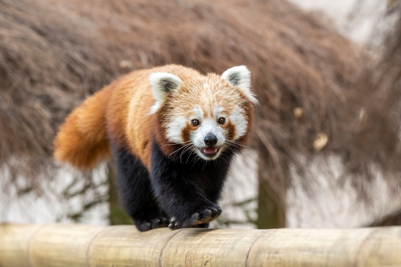 west-midlands-safari-park-red-panda-retreat