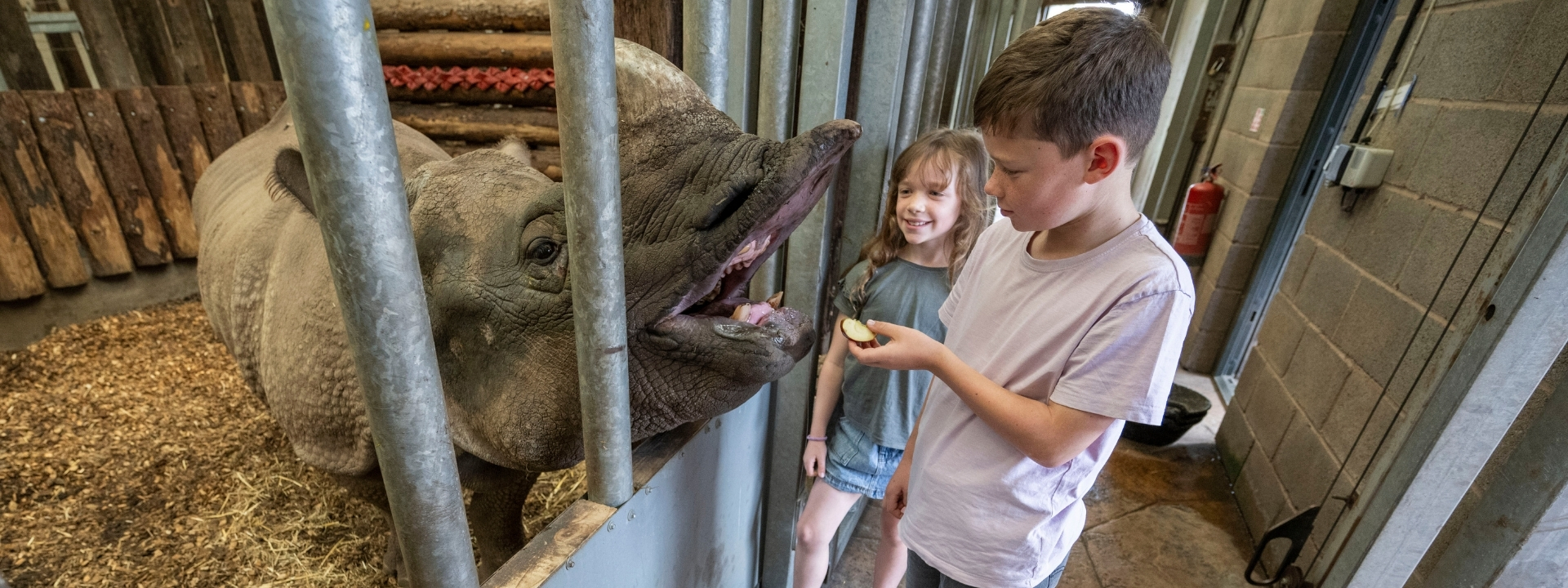 INDIAN RHINO FEED