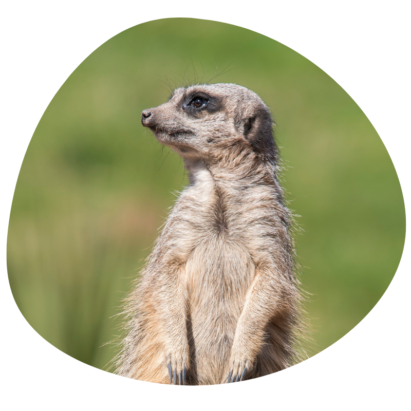 Meerkat standing with grass in the background